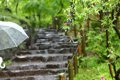 梅雨は犬が病気にな…の画像