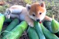赤ちゃん柴犬を飼い…の画像
