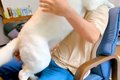 『近所の小型犬』を…の画像