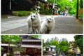 愛犬と一緒にドッグ…の画像