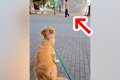 大型犬の散歩中『い…の画像