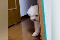 部屋で泣いていたら…の画像