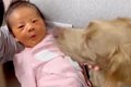 大型犬が暮らす家に…の画像