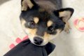 『行かないで！』飼…の画像