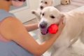 6日ぶりの『2匹の犬…の画像