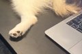 犬と一緒に会社へ出…の画像