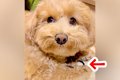 コソコソする犬に『…の画像