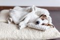 犬が『安心して眠れ…の画像