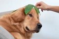 大型犬に葉っぱを乗…の画像