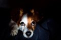 犬を留守番させると…の画像