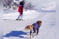 元プロスキーヤーの…の画像