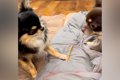 先輩犬のオヤツを狙…の画像