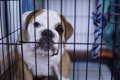 『犬用ケージ』の上…の画像