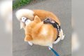 秋田犬が散歩におも…の画像