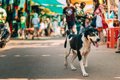 インドの野良犬と地…の画像