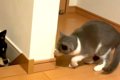 猫が階段で待ち伏せ…の画像