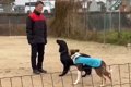 犬の訓練中『別の犬…の画像