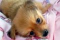 小型犬を飼って『大…の画像