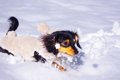 犬と県民性 ～北海道…の画像