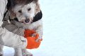 犬も『しもやけ』に…の画像