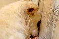 仲間とはぐれた『ひ…の画像