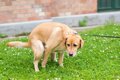 犬のウンチ『路上放…の画像