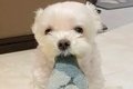 夫婦で『犬を子ども…の画像