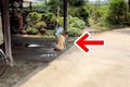 大型犬から少しだけ…の画像
