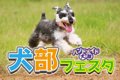 GW初日は犬祭！犬部…の画像