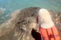 海水浴を楽しんでい…の画像