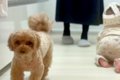 赤ちゃんが苦手な犬→…の画像