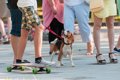 お出かけ先で犬が脱…の画像