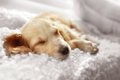 『睡眠不足の犬』の…の画像