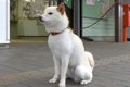 駅の前でお姉ちゃん…の画像