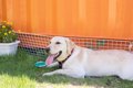 『真夏に犬の散歩』…の画像