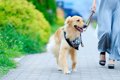 犬が飼い主をエスコ…の画像