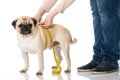 犬が『痩せすぎてし…の画像