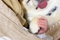 小さな赤ちゃんとお…の画像