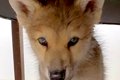 ふわっふわで可愛ら…の画像