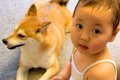 小さい女の子が、犬…の画像