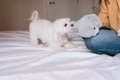 マルチーズのしつけ…の画像