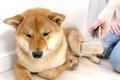 『抜け毛が多い犬種…の画像