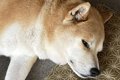短期間でおじいちゃ…の画像