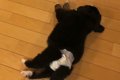 『床でコロンと転が…の画像