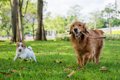 『小型犬と大型犬』…の画像