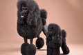 【獣医師監修】プー…の画像
