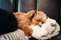 犬のより良い睡眠の…の画像