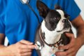 犬が『仮病』を使っ…の画像