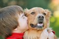 子どもに犬を飼いた…の画像