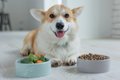 愛犬のご飯は温める…の画像